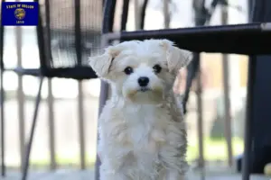 Read more about the article Morkie breeders and puppies in Oregon