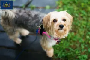 Read more about the article Morkie breeders and puppies in Pennsylvania