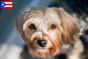 Read more about the article Morkie breeders and puppies in Puerto Rico