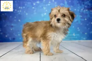 Read more about the article Morkie breeders and puppies in Rhode Island