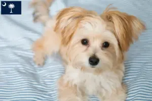 Read more about the article Morkie breeders and puppies in South Carolina