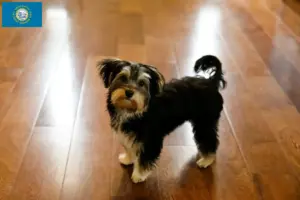 Read more about the article Morkie breeders and puppies in South Dakota