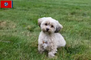 Read more about the article Morkie breeders and puppies in Tennessee