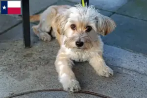 Read more about the article Morkie breeders and puppies in Texas