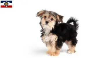 Read more about the article Morkie breeders and puppies in Utah