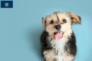 Read more about the article Morkie breeders and puppies in Vermont