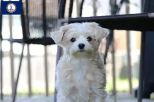 Read more about the article Morkie breeders and puppies in Virginia