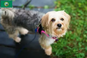 Read more about the article Morkie breeders and puppies in Washington