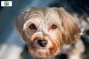 Read more about the article Morkie breeders and puppies in West Virginia