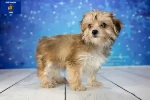 Read more about the article Morkie breeders and puppies in Wisconsin