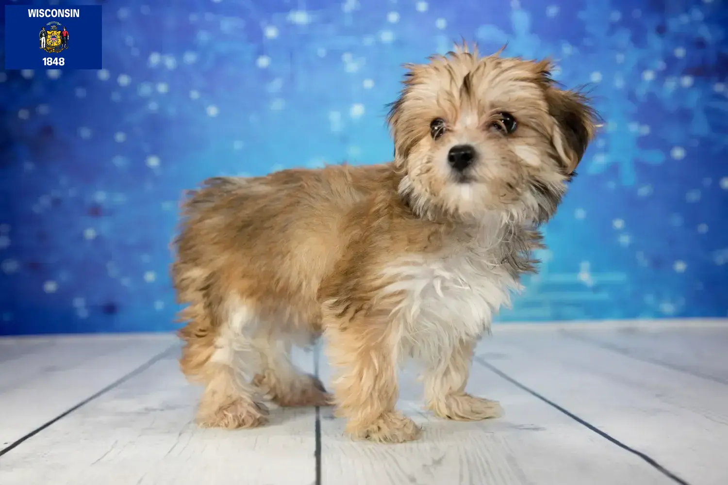 Morkie puppies and breeders Wisconsin Here you can find Morkies breeders in Wisconsin.