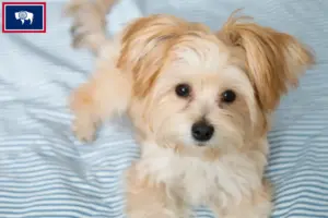 Read more about the article Morkie breeders and puppies in Wyoming