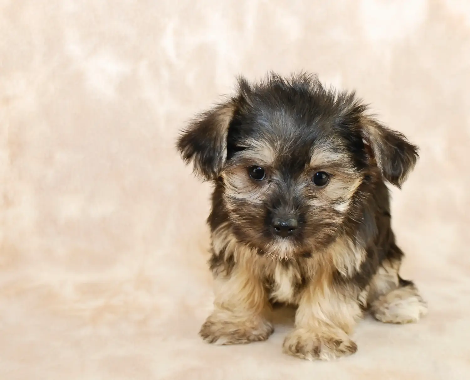 Buying a Morkie puppy means taking responsibility! Buy Morkie puppies.