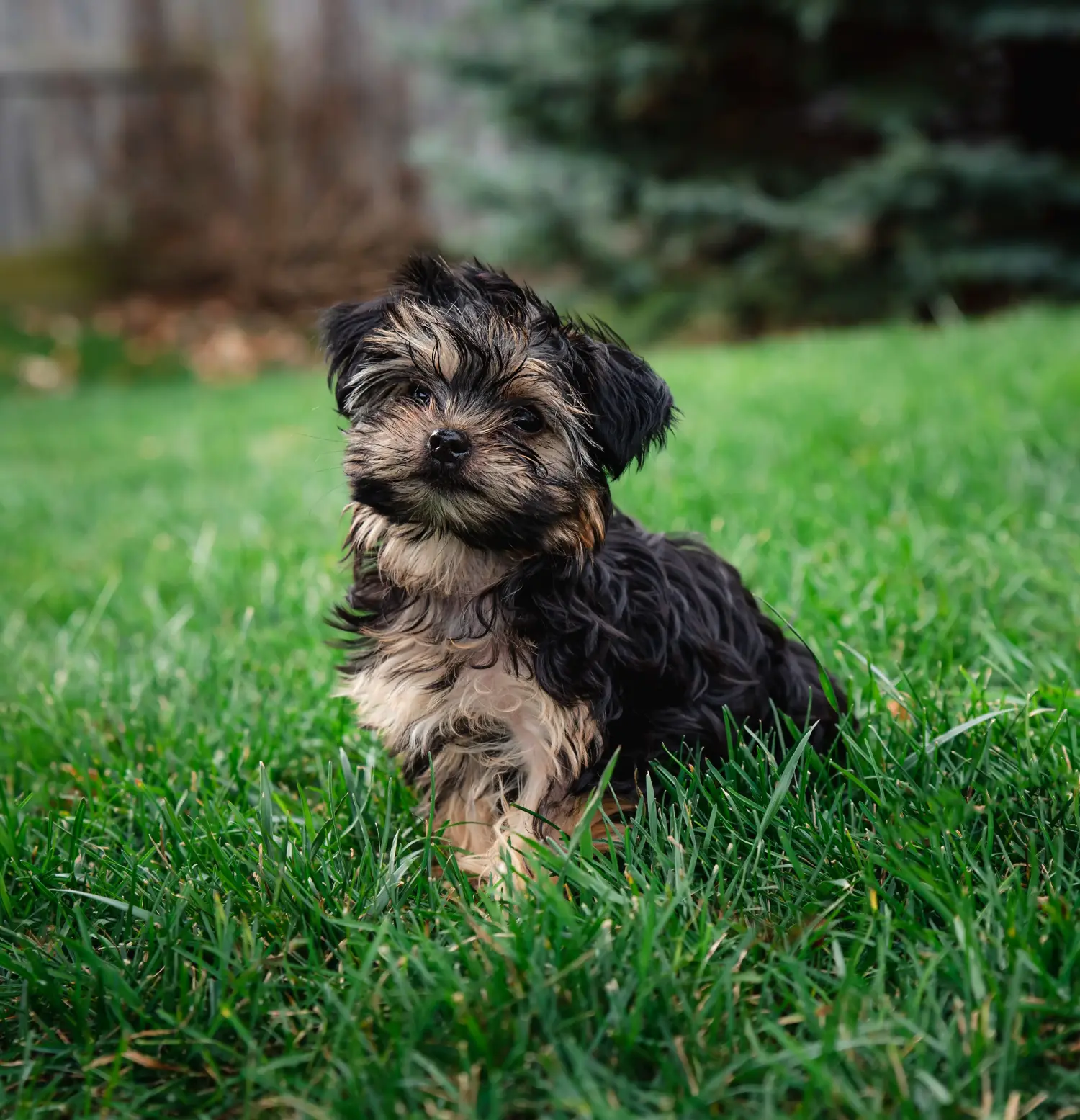 Buying a Morkie puppy means taking responsibility! Buy Morkie puppies.