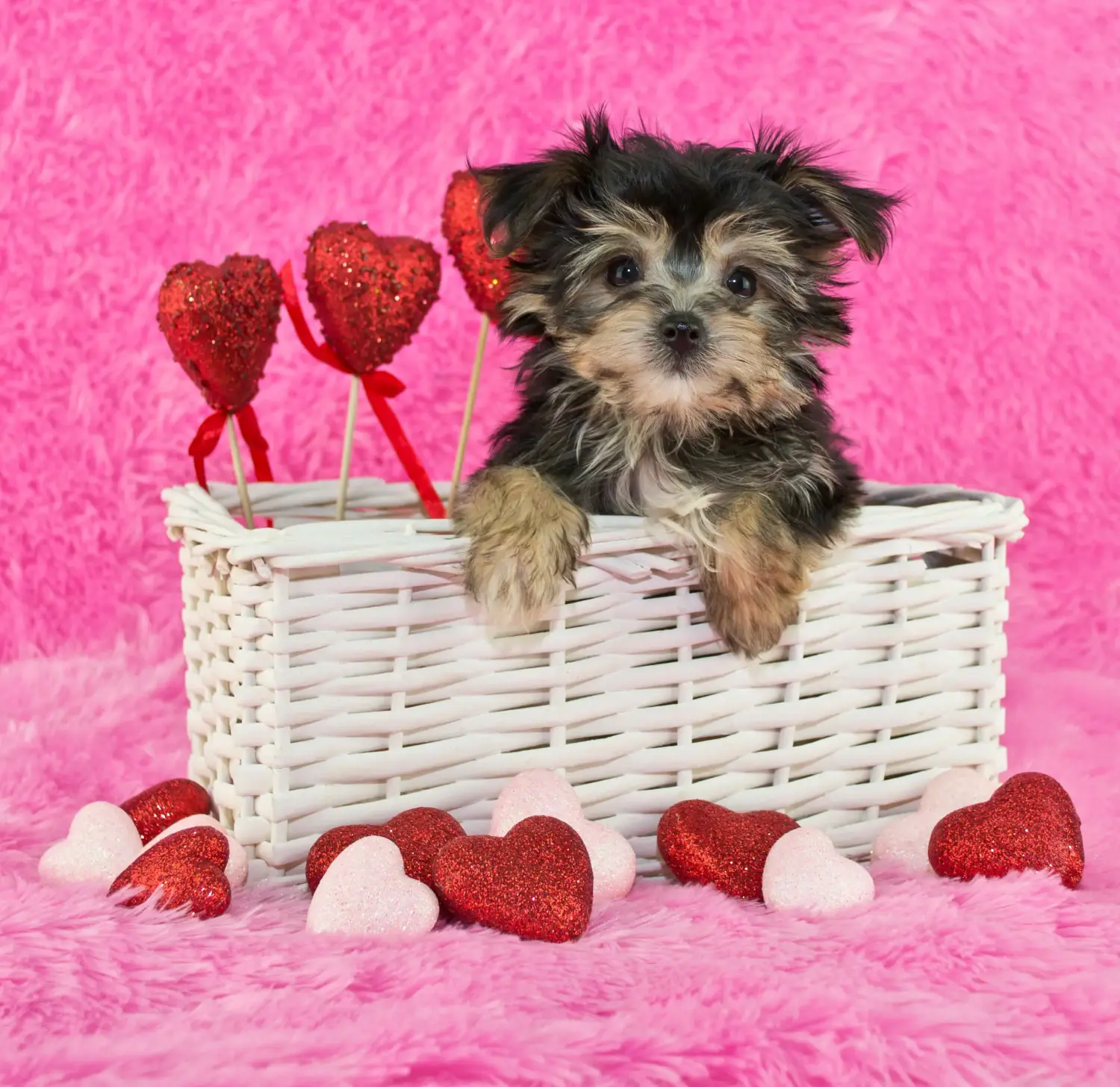 Buying a Morkie puppy means taking responsibility! Buy Morkie puppies.