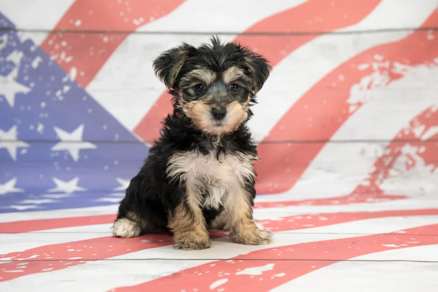 Buying a Morkie puppy means taking responsibility! Buy Morkie puppies.