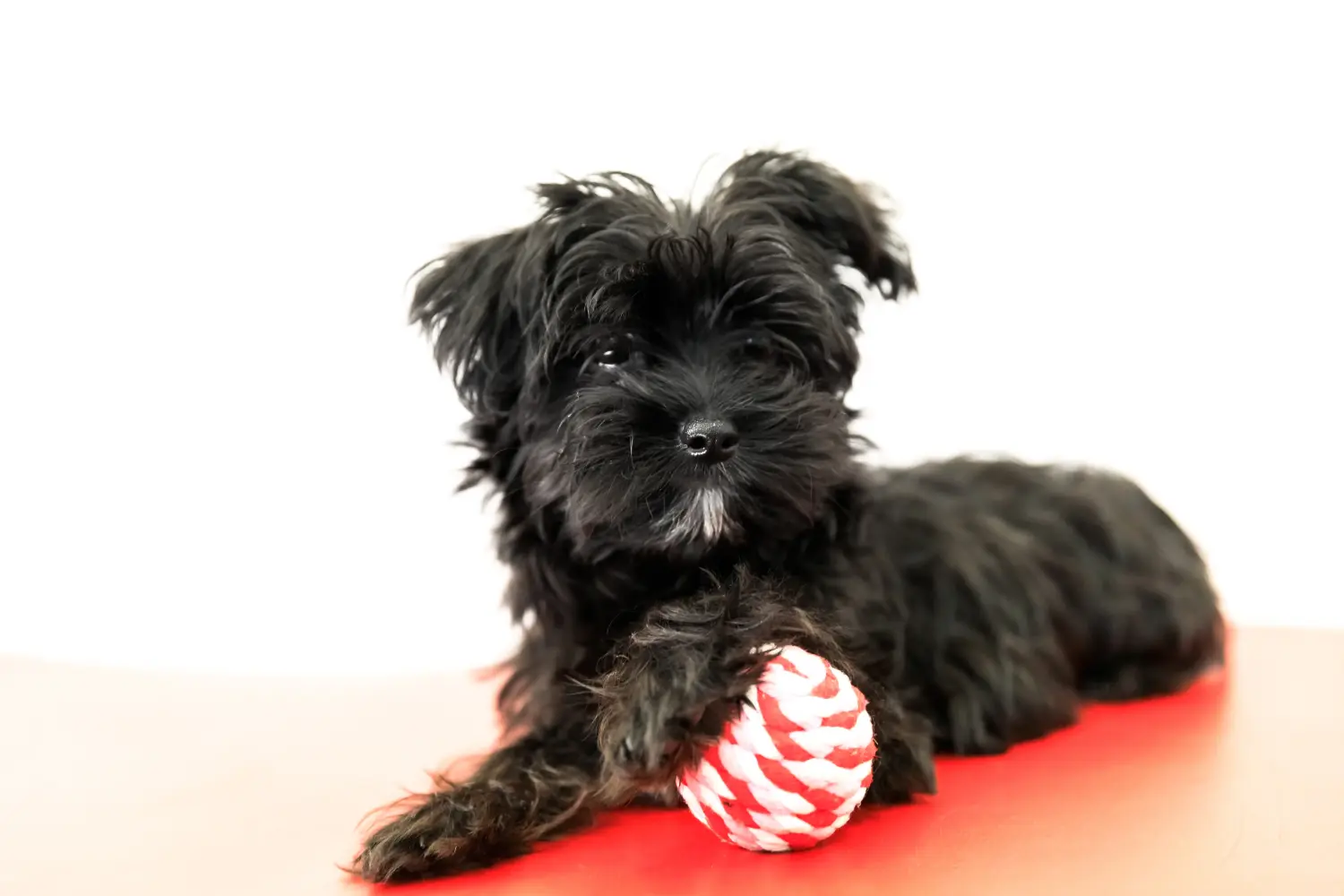 Buying a Morkie puppy means taking responsibility! Buy Morkie puppies.