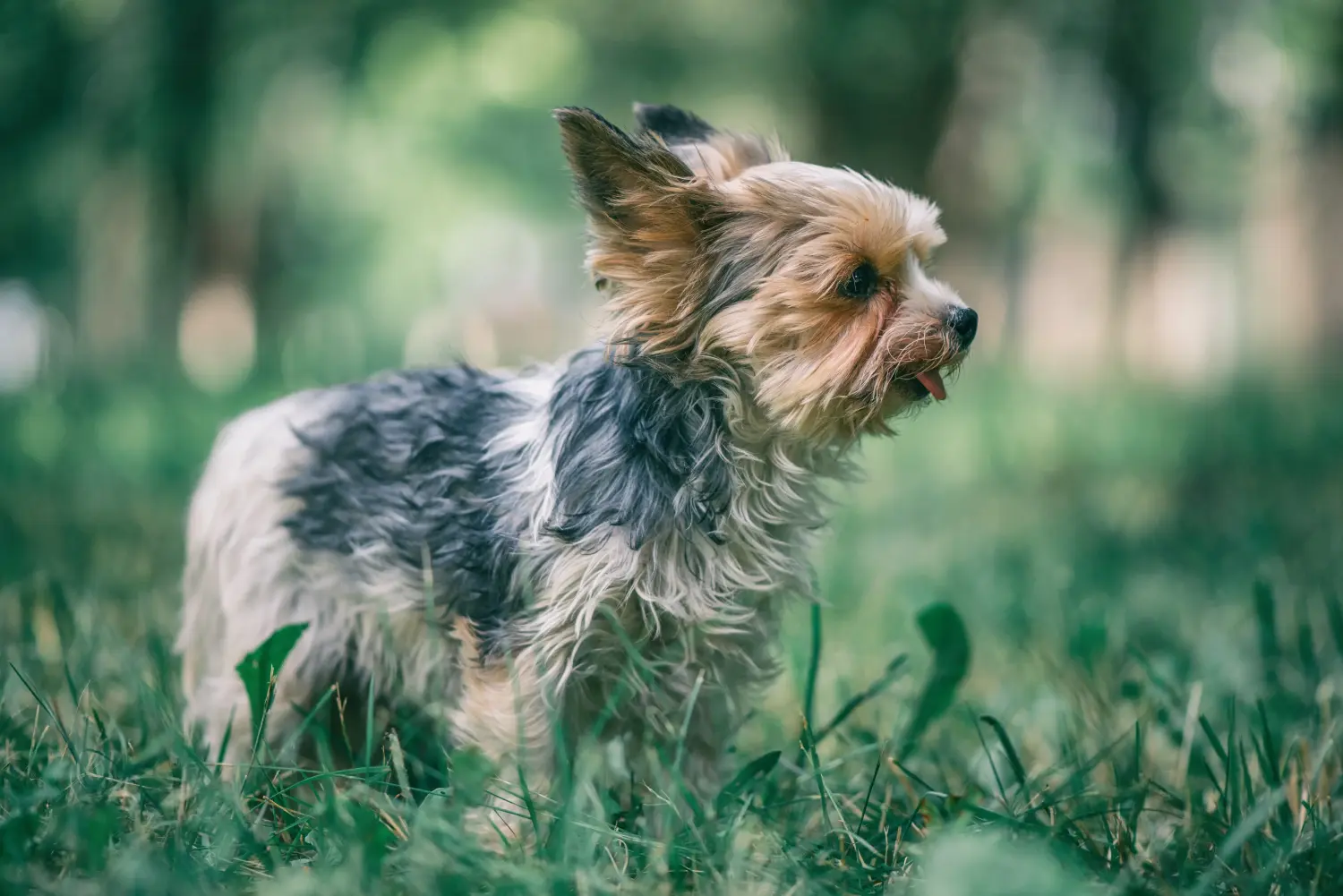 Buying a Morkie puppy means taking responsibility! Buy Morkie puppies.