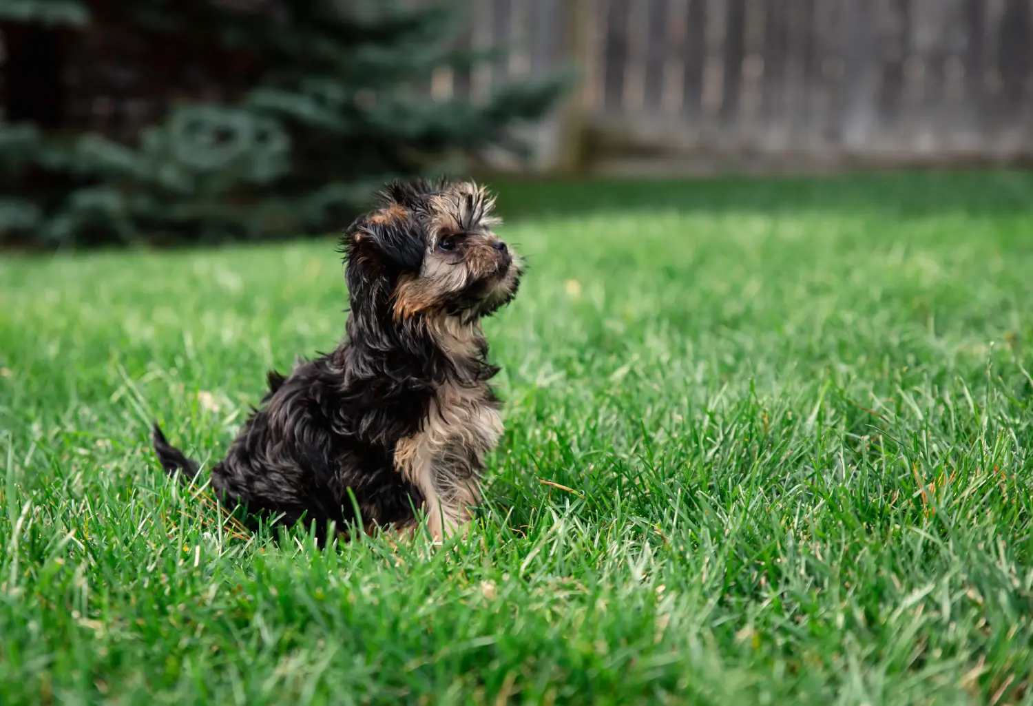 Buying a Morkie puppy means taking responsibility! Buy Morkie puppies.