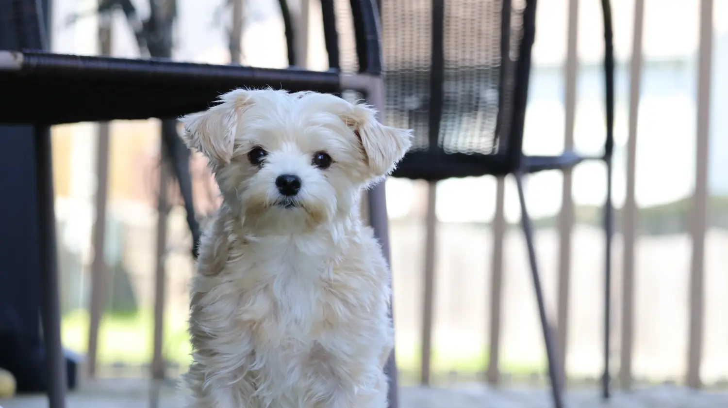 Buying a Morkie puppy means taking responsibility! Buy Morkie puppies.