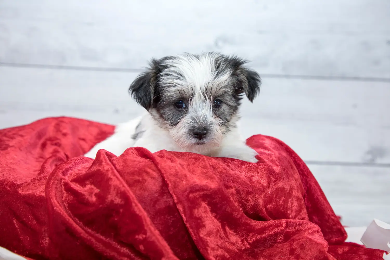 Buying a Morkie puppy means taking responsibility! Buy Morkie puppies.