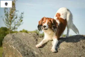 Read more about the article Nederlandse Kooikerhondje breeders and puppies in Massachusetts