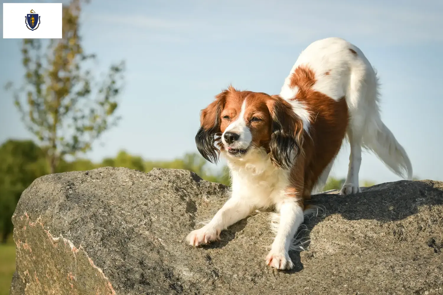 Nederlandse Kooikerhondje puppies and breeders Massachusetts Find Nederlandse Kooikerhondje breeders in Massachusetts.