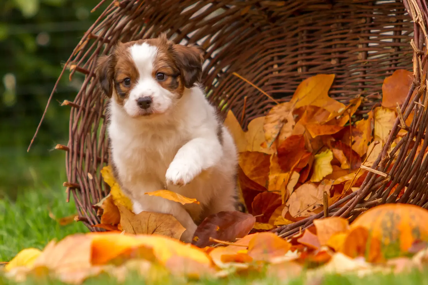 Buying a Dutch Kooikerhondje puppy means taking responsibility! Buy Dutch Kooikerhondje puppies.