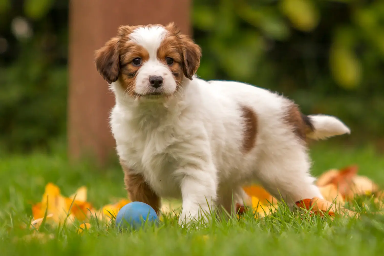Buying a Dutch Kooikerhondje puppy means taking responsibility! Buy Dutch Kooikerhondje puppies.
