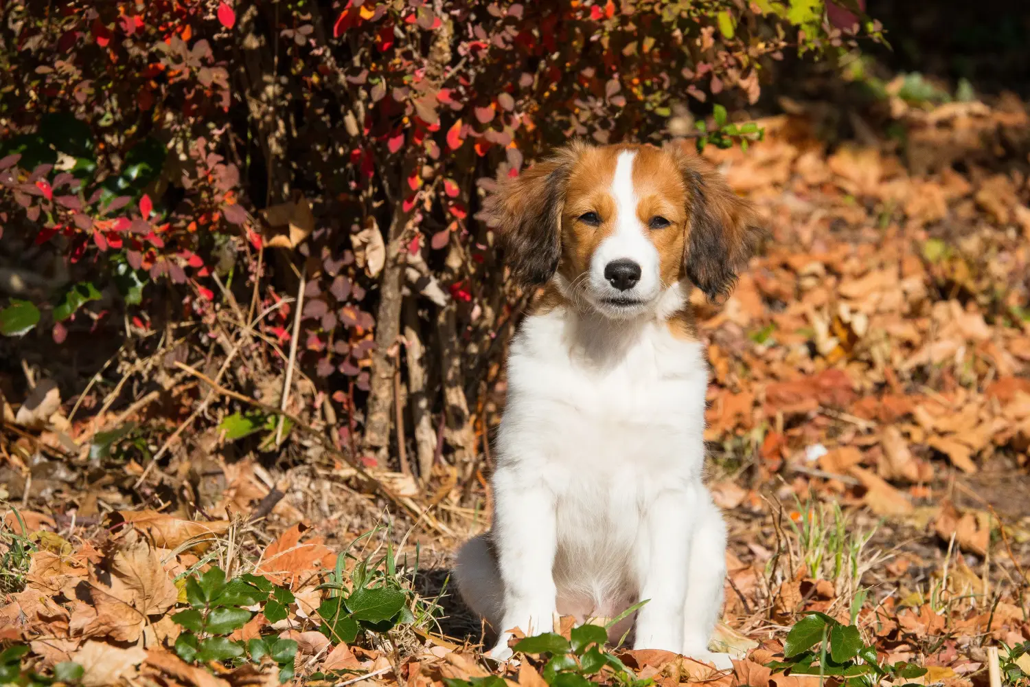 Buying a Dutch Kooikerhondje puppy means taking responsibility! Buy Dutch Kooikerhondje puppies.