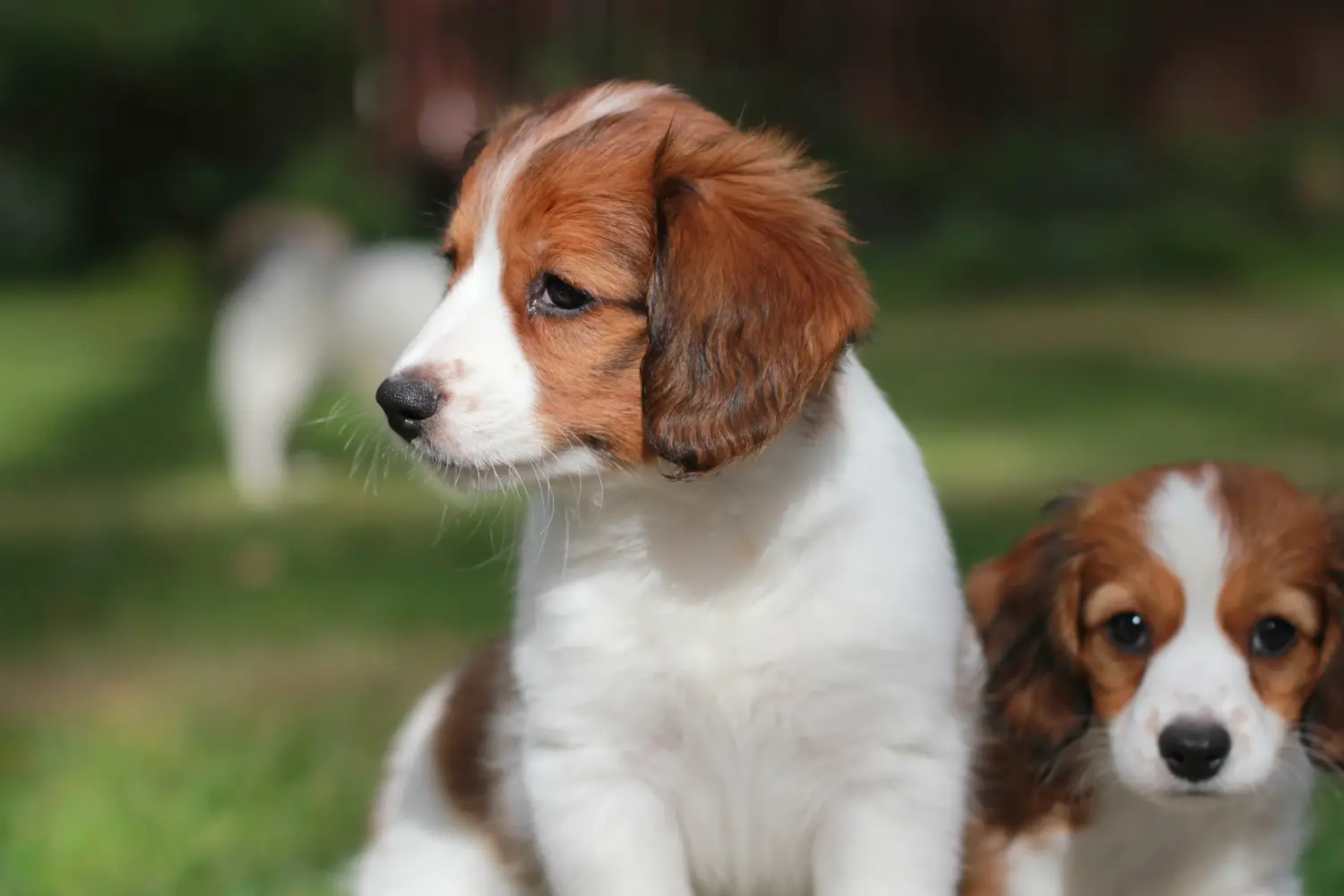 Buying a Dutch Kooikerhondje puppy means taking responsibility! Buy Dutch Kooikerhondje puppies.