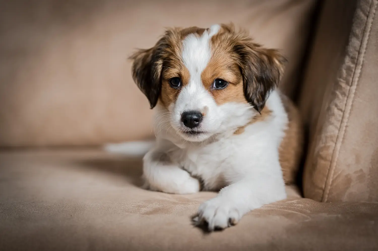 Buying a Dutch Kooikerhondje puppy means taking responsibility! Buy Dutch Kooikerhondje puppies.