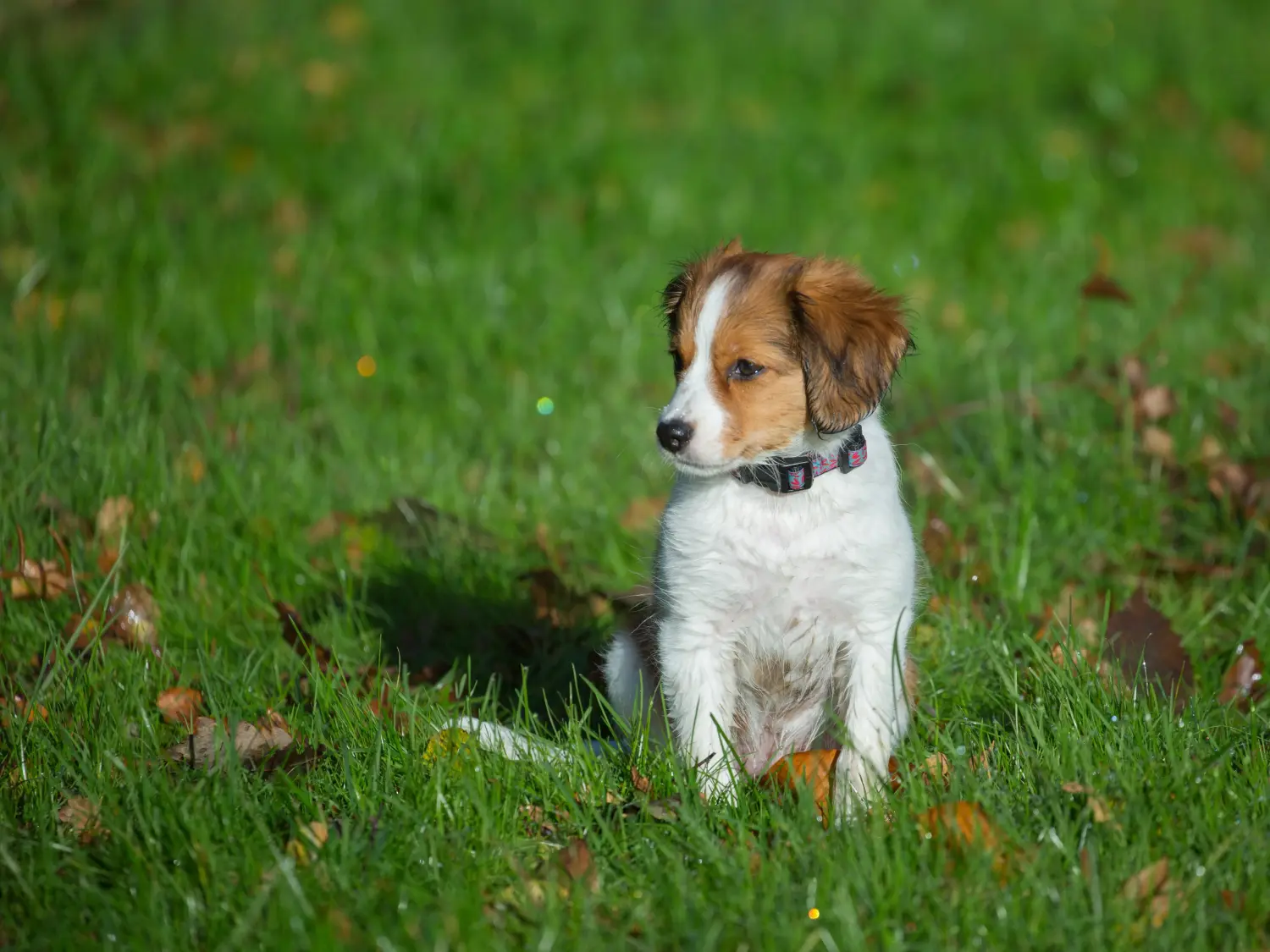 Buying a Dutch Kooikerhondje puppy means taking responsibility! Buy Dutch Kooikerhondje puppies.