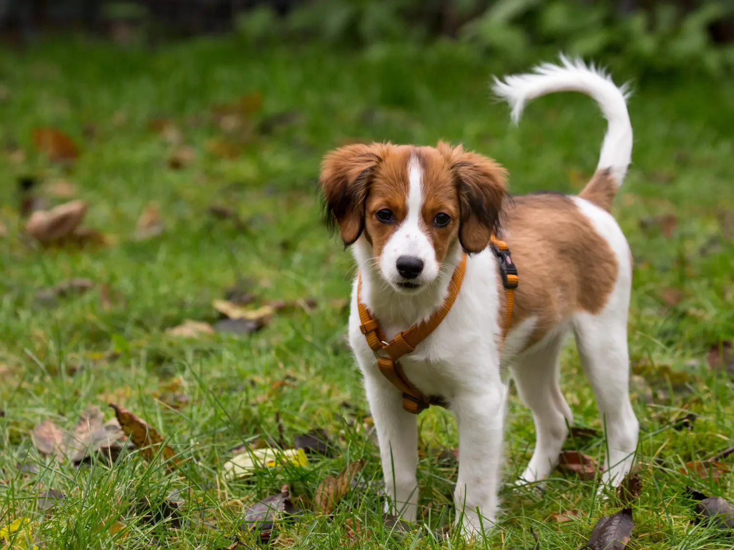 Buying a Dutch Kooikerhondje puppy means taking responsibility! Buy Dutch Kooikerhondje puppies.