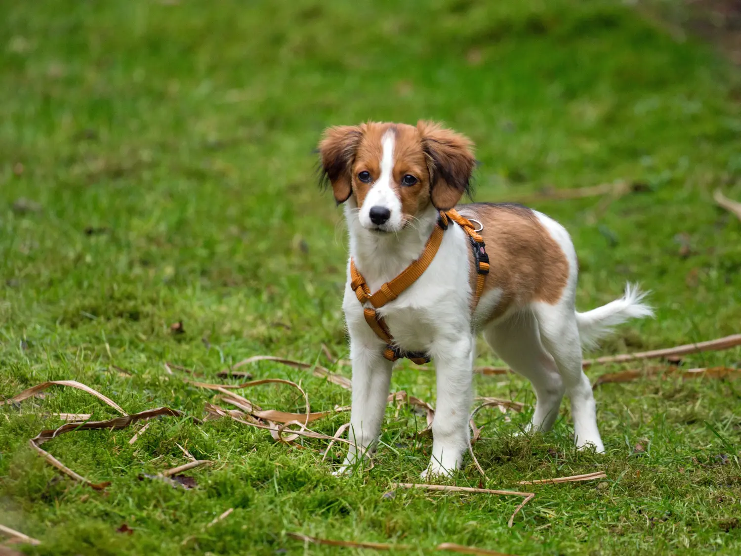 Buying a Dutch Kooikerhondje puppy means taking responsibility! Buy Dutch Kooikerhondje puppies.