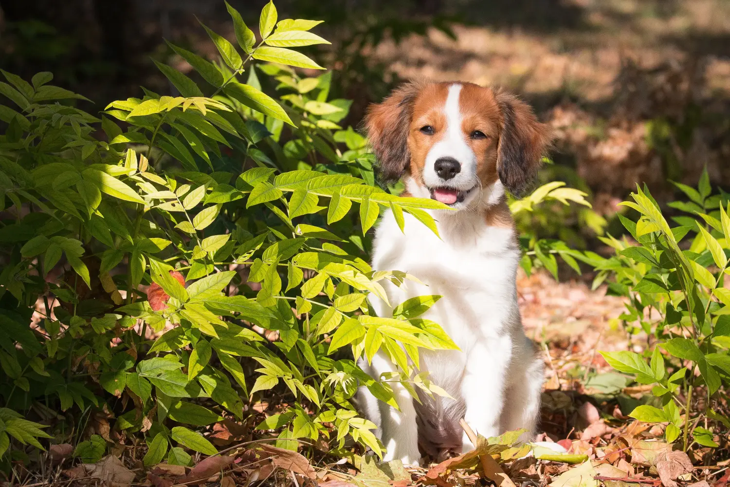 Buying a Dutch Kooikerhondje puppy means taking responsibility! Buy Dutch Kooikerhondje puppies.