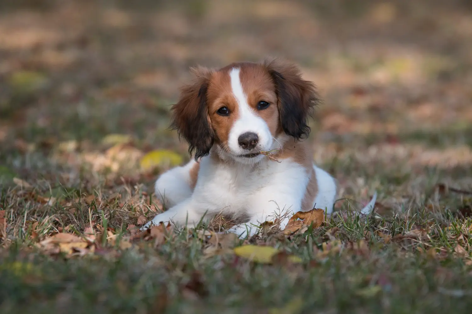 Buying a Dutch Kooikerhondje puppy means taking responsibility! Buy Dutch Kooikerhondje puppies.