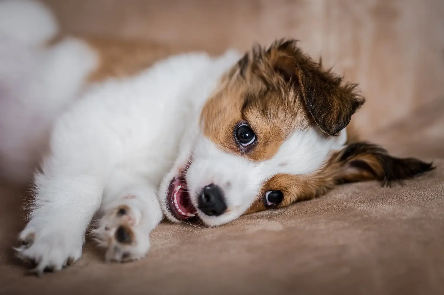 Buying a Dutch Kooikerhondje puppy means taking responsibility! Buy Dutch Kooikerhondje puppies.