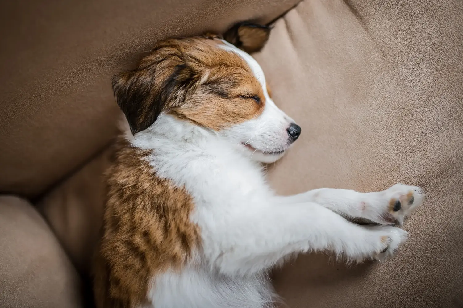 Buying a Dutch Kooikerhondje puppy means taking responsibility! Buy Dutch Kooikerhondje puppies.