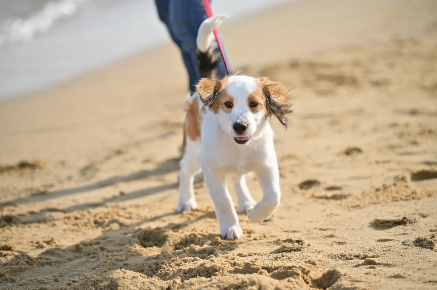 Buying a Dutch Kooikerhondje puppy means taking responsibility! Buy Dutch Kooikerhondje puppies.