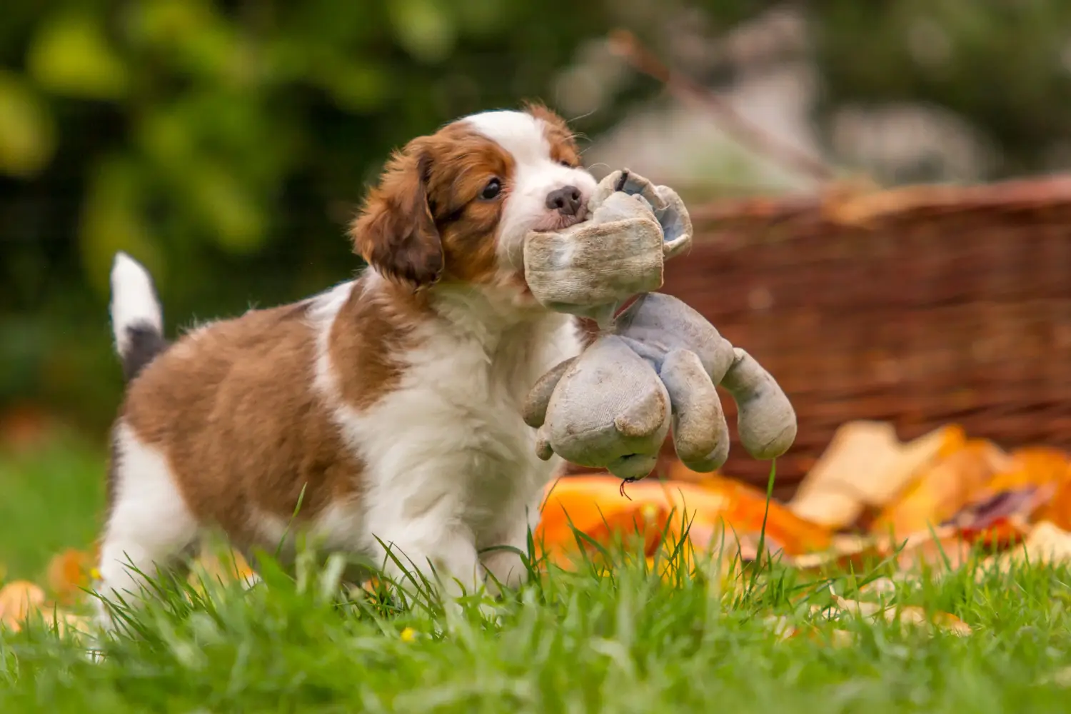 Buying a Dutch Kooikerhondje puppy means taking responsibility! Buy Dutch Kooikerhondje puppies.