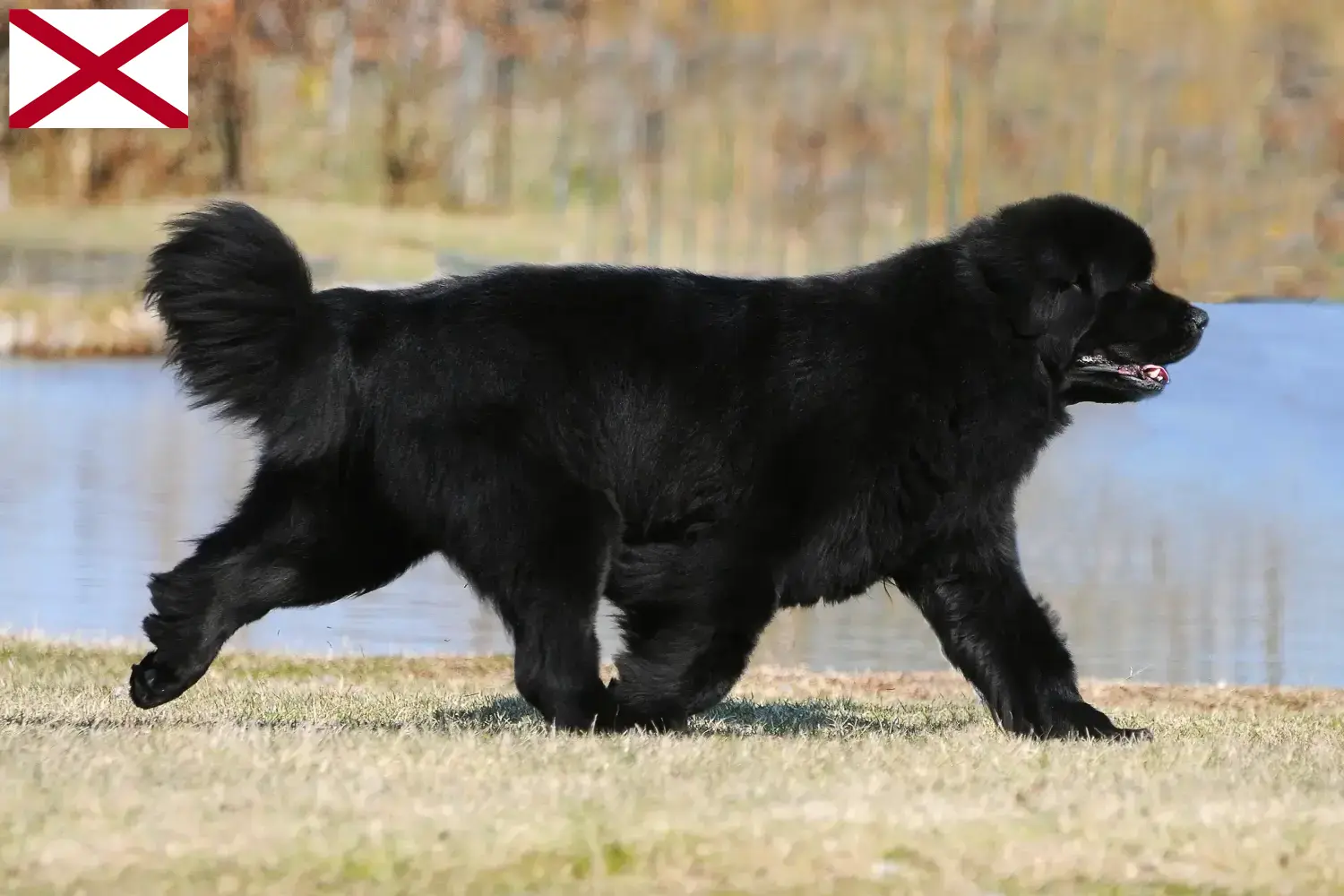 Newfoundland puppies and breeder Alabama Find Newfoundland breeders in Alabama.