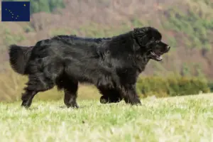 Read more about the article Newfoundland breeders and puppies in Alaska