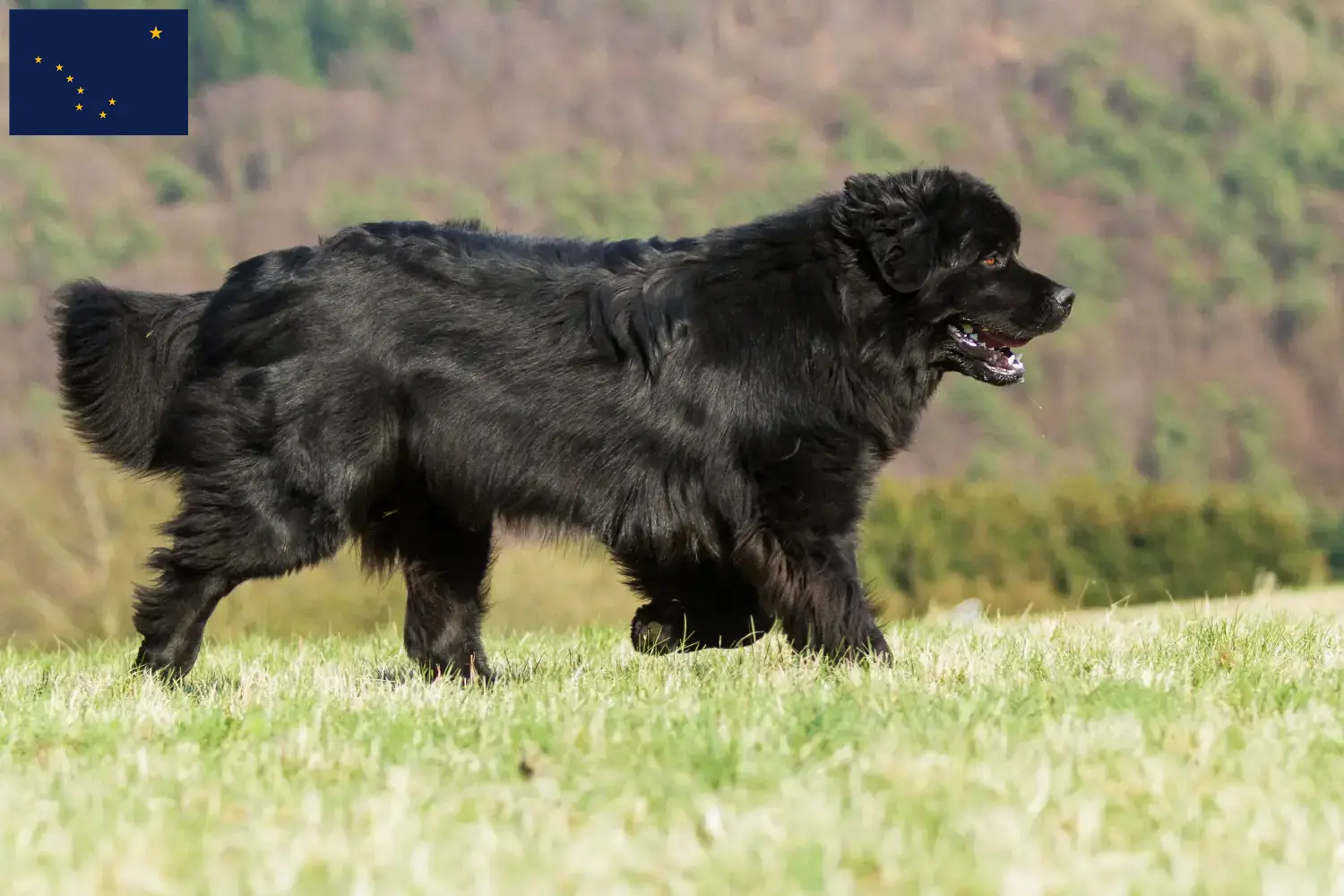 Newfoundland puppies and breeder Alaska Here you can find Newfoundland breeders in Alaska.