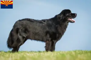 Read more about the article Newfoundland breeders and puppies in Arizona