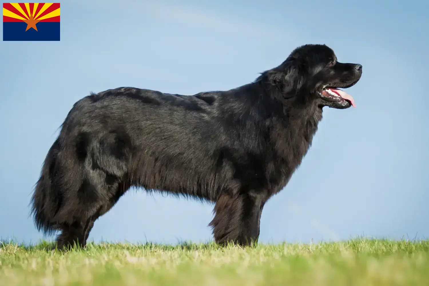 Newfoundland puppies and breeder Arizona Find Newfoundland breeders in Arizona.