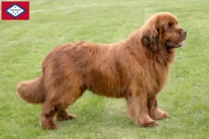 Read more about the article Newfoundland breeders and puppies in Arkansas