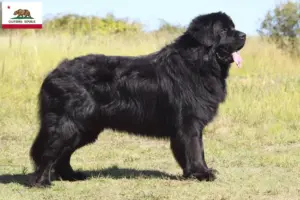 Read more about the article Newfoundland breeders and puppies in California