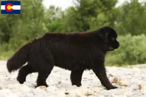 Read more about the article Newfoundland breeders and puppies in Colorado