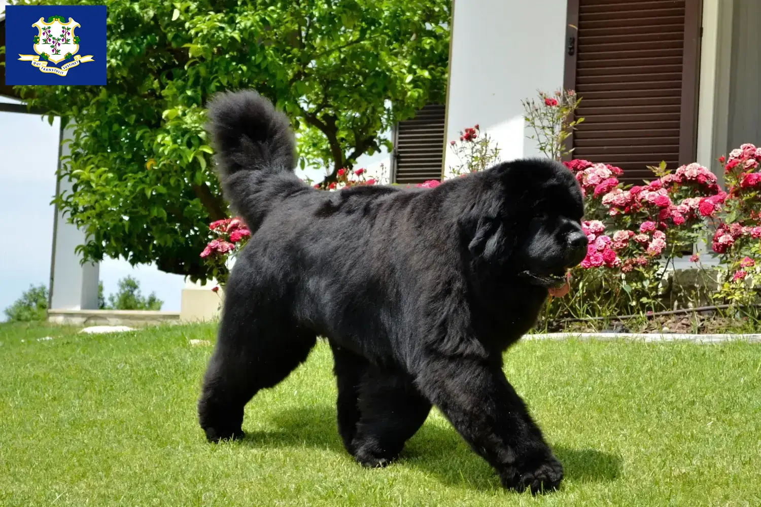 Newfoundland puppies and breeders Connecticut Find Newfoundland breeders in Connecticut.